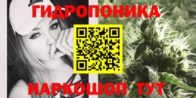 шишки Заволжье